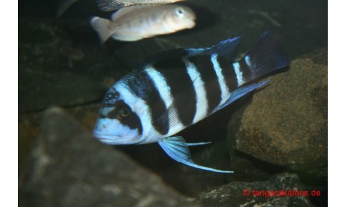 Cyphotilapia Frontosa Blue Zaire Moba